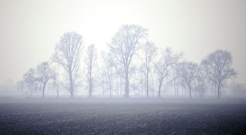 Bare trees on snow covered land