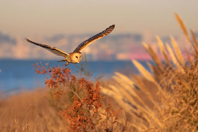 Barn owl flying in the sky