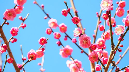 Low angle view of flowering plants against blue sky