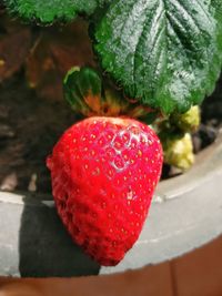 Close-up of strawberry