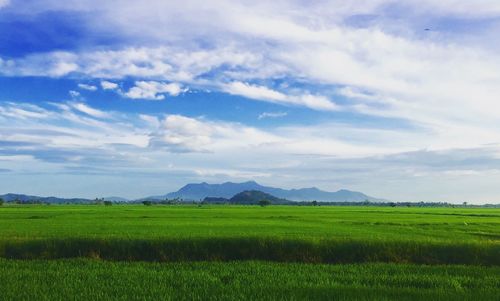 Scenic view of field against sky