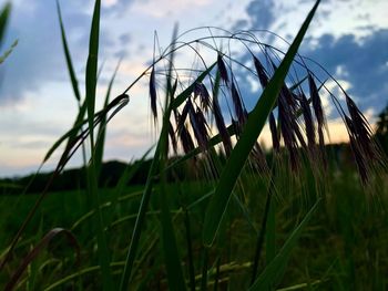 Close-up of grass growing on field against sky