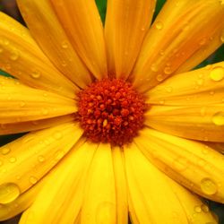 Full frame shot of yellow flower