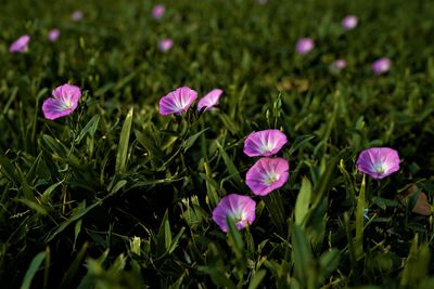 Close-up of pink flowering plants on field