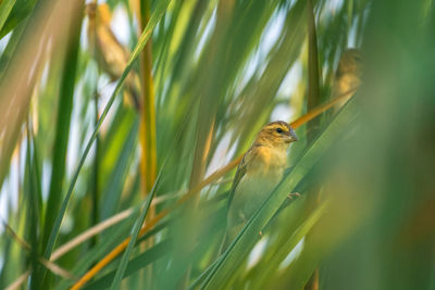 Close-up of a bird on grass