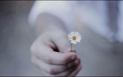 Close-up of hand holding daisy