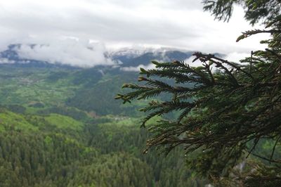 Close-up of tree against mountain