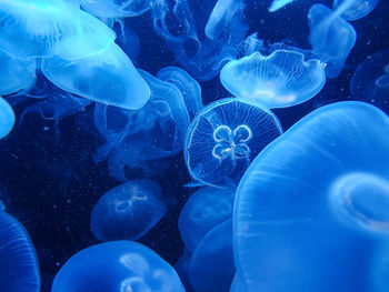 Close-up of jellyfish in sea