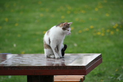 Cat on retaining wall