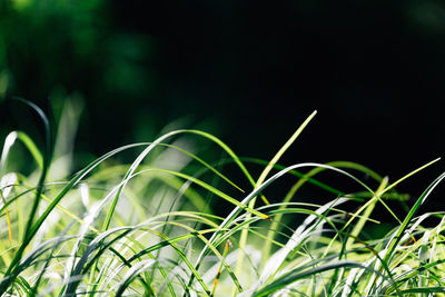 Close-up of grass growing on field
