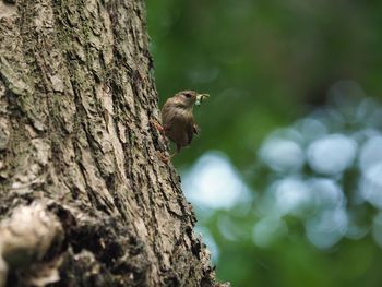 Close-up of bird perching on tree trunk