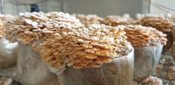 Close-up of mushrooms on wood