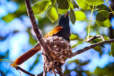 Low angle view of bird perching on tree