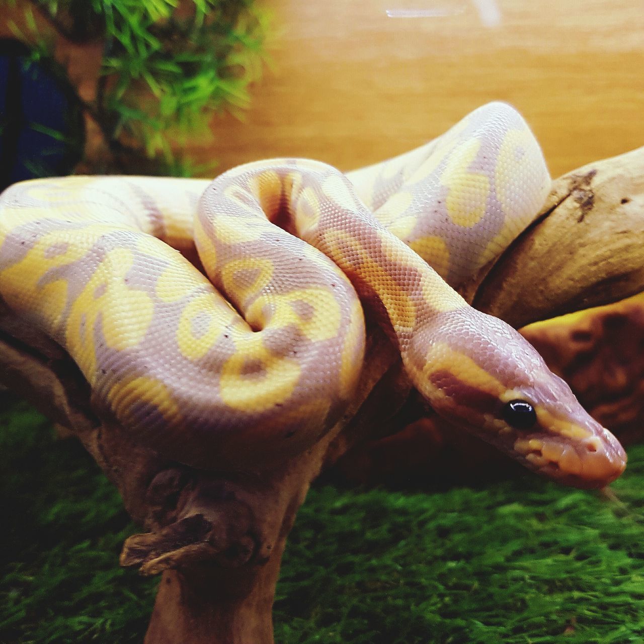 CLOSE-UP OF HAND FEEDING