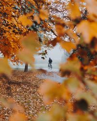 Man riding bicycle on road seen through leaves during autumn