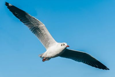 Low angle view of seagull flying against clear blue sky
