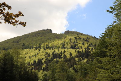 Panoramic shot of trees on landscape against sky