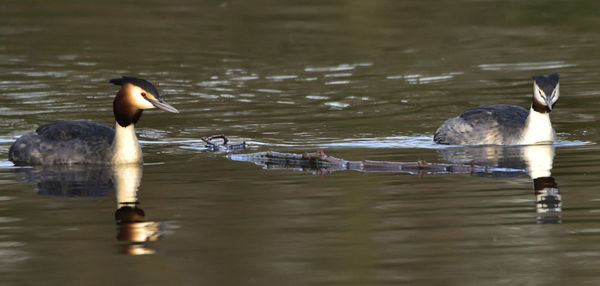 Ducks swimming on lake