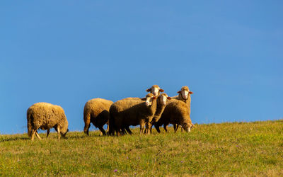 View of sheep on field against clear sky