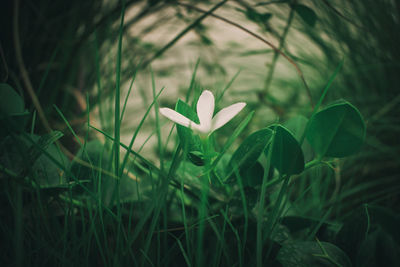 Close-up of crocus blooming outdoors