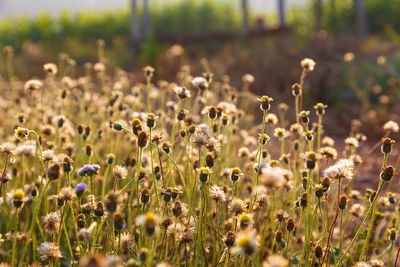 Close-up of flowering plants on field