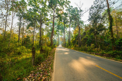 Road amidst trees in forest