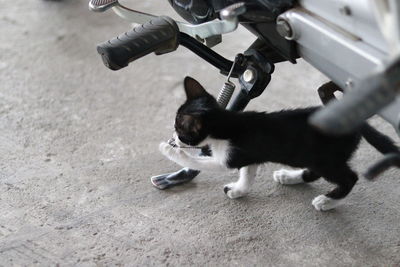 High angle view of cat on floor in city