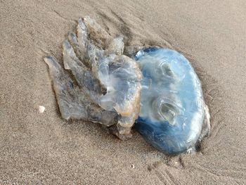 High angle view of shell on beach
