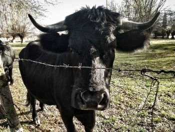 Close-up of a bull's face 