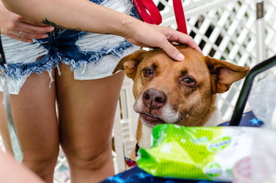 Midsection of woman with dog