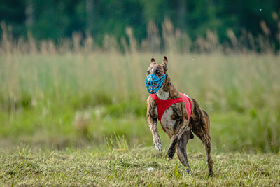 Whippet dog in red shirt running and chasing lure in the field on coursing competition