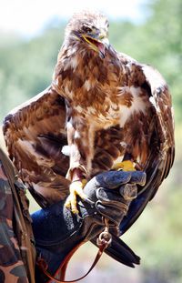 Close-up of a hand holding bird