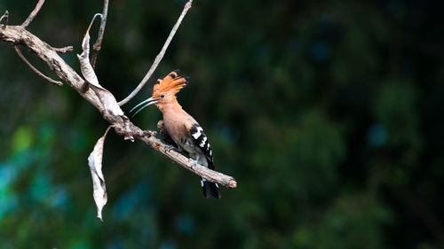 Close-up of bird perching on branch