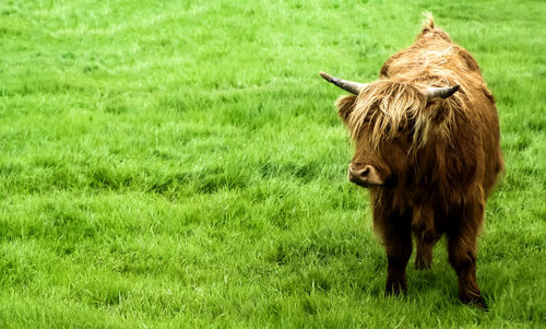 Cow on field