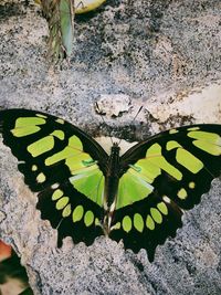 High angle view of butterfly on leaf