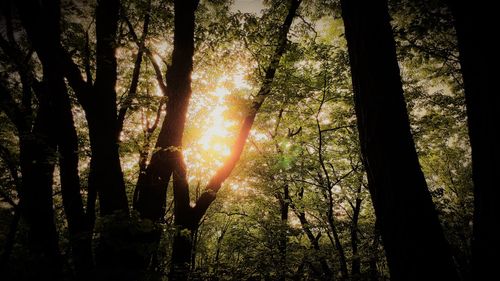 Trees in forest against sky