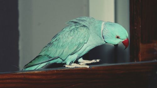 Close-up of parrot perching on wood