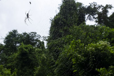 Low angle view of insect on tree against sky