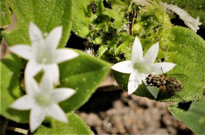 Close-up of white flowering plant