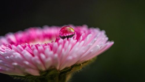 Close-up of pink flowers