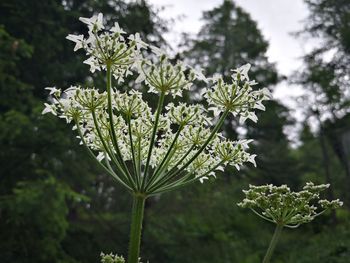 Close-up of flowering plant on field