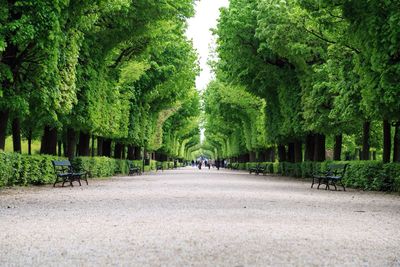 Road passing through forest