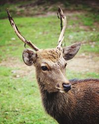 Close-up of deer on field