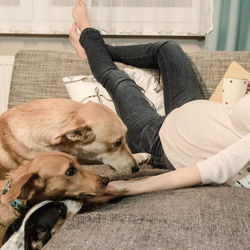 Pregnant woman relaxing by dogs on sofa