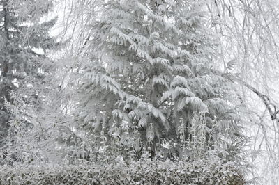 Full frame shot of tree