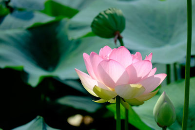 Close-up of pink flower