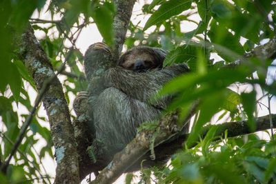 Sloth in tree