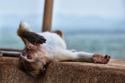 Monkey lounging on his back 