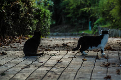 Cat looking away