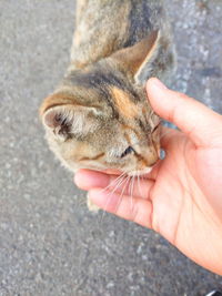 High angle view of hand holding cat